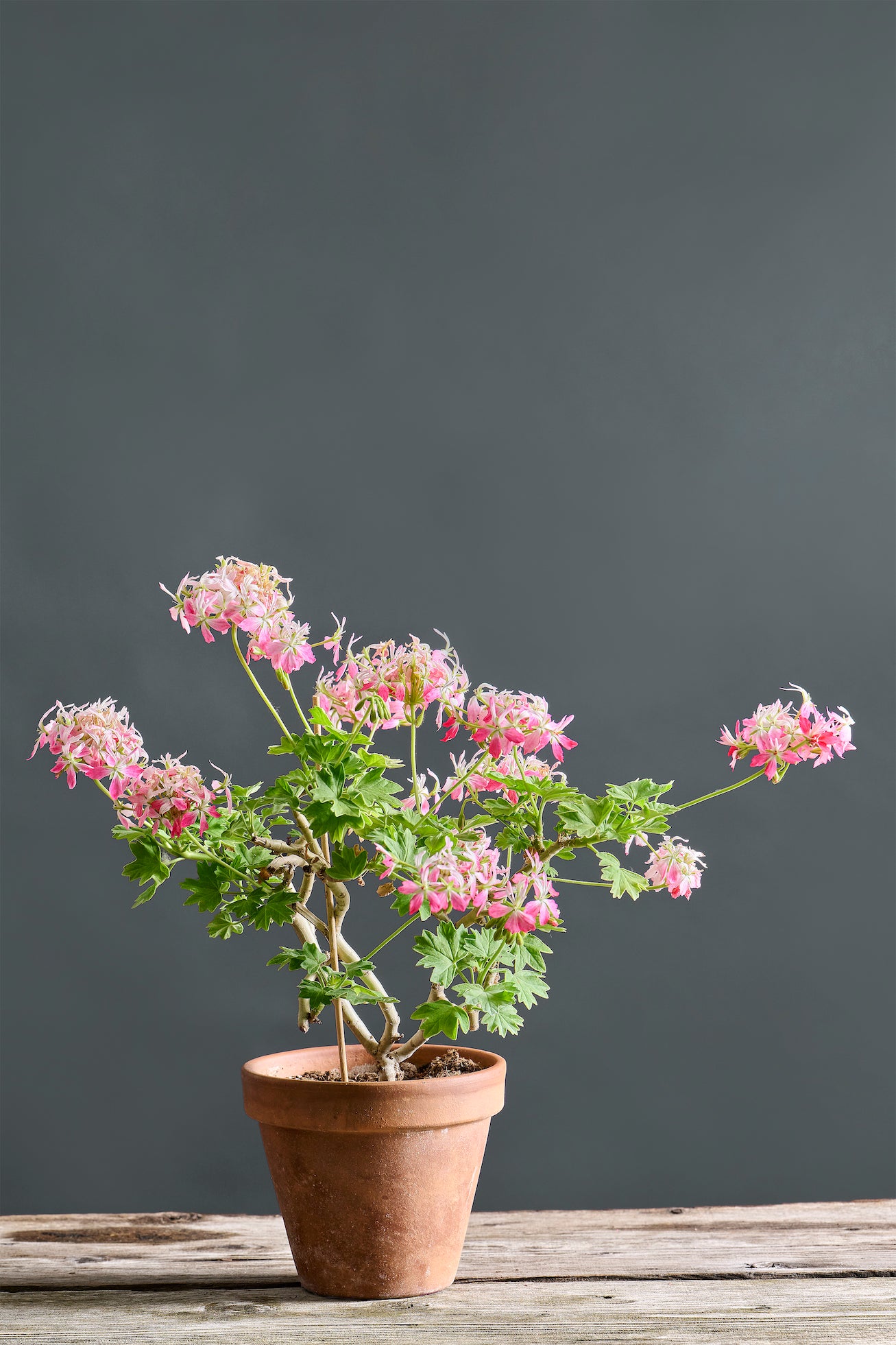 Pelargonium 'Peppermint Star': geranio con incantevoli fiori rosa, presentato con cura in un vaso di terracotta su un luminoso tavolo di legno.