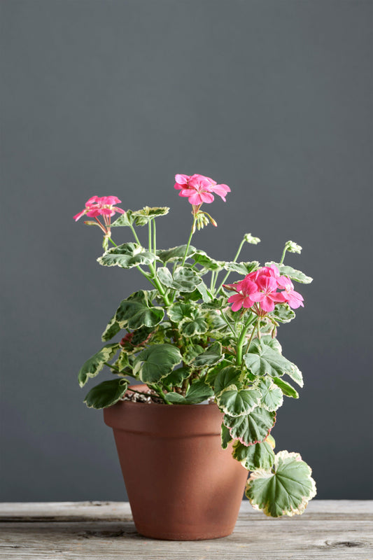 Pelargonium 'Petals': geranio con incantevoli fiori color fucsia, presentato con cura in un vaso di terracotta su un luminoso tavolo di legno.	