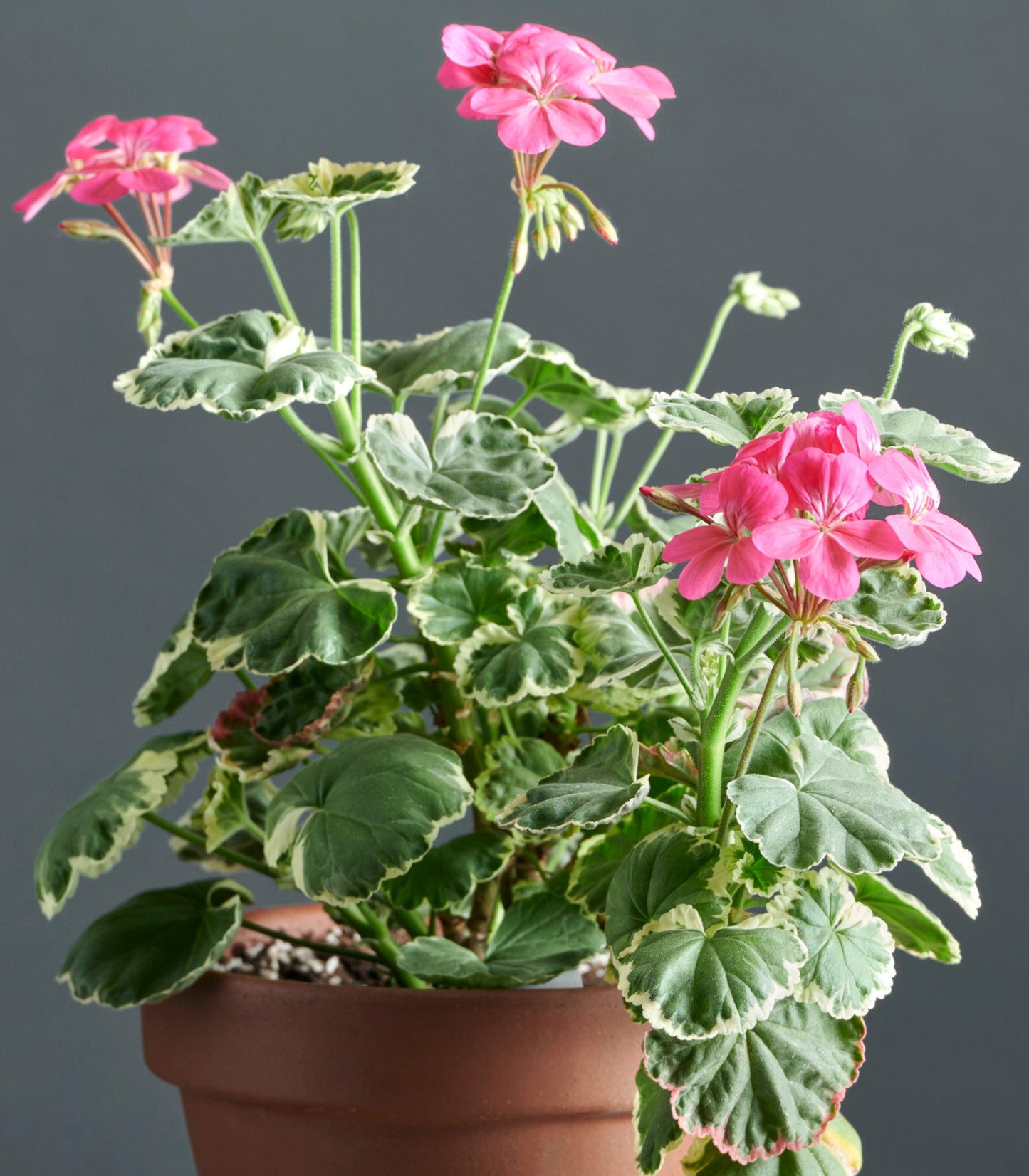 Macro di pelargonium 'Petals': geranio con incantevoli fiori color fucsia.