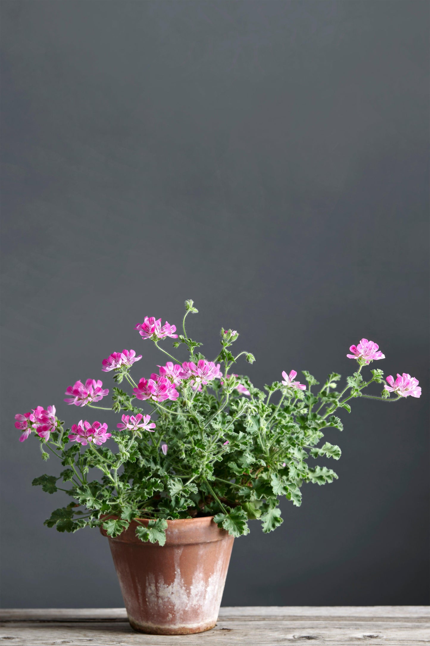 Pelargonium 'Pink Capricorn': geranio con incantevoli fiori color fucsia, presentato con cura in un vaso di terracotta su un luminoso tavolo di legno.	