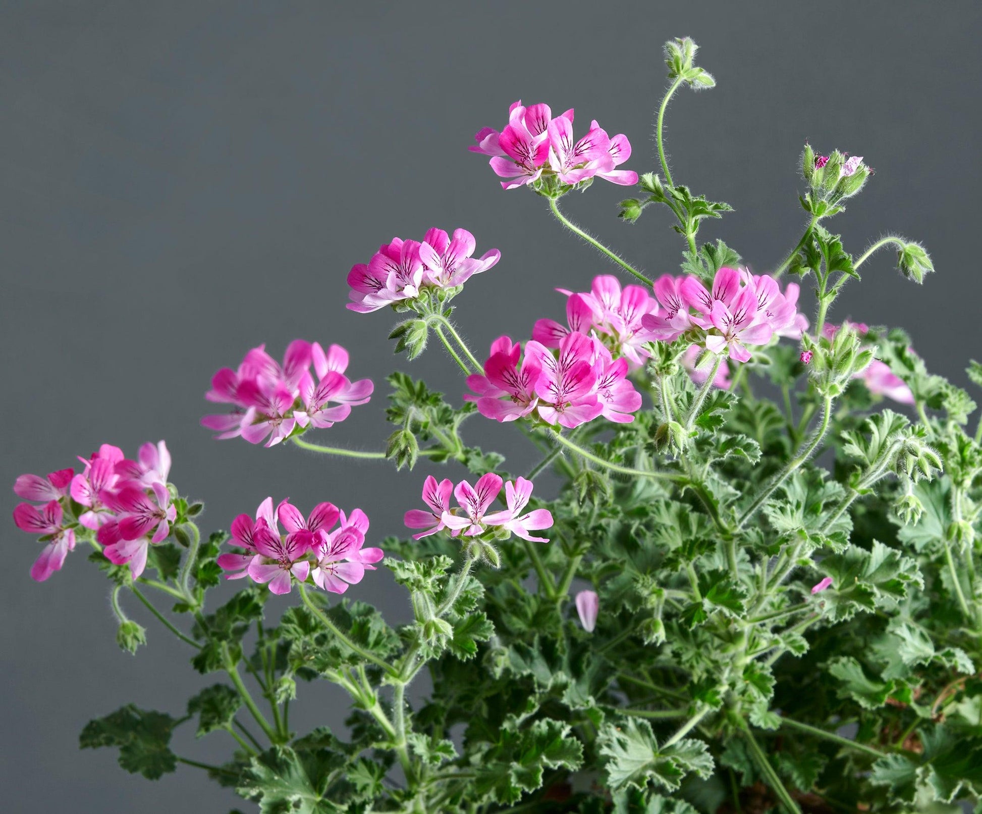 Macro di Pelargonium 'Pink Capricorn', geranio con incantevoli fiori color fucsia.