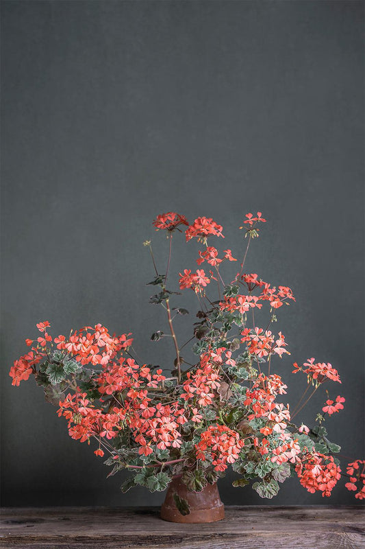 Pelargonium 'Platinum': geranio con incantevoli fiori color salmone, presentato con cura in un vaso di terracotta su un luminoso tavolo di legno.