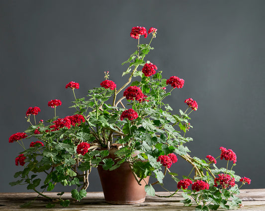 Pelargonium 'Plum Rambler': geranio con incantevoli fiori color prugna, presentato con cura in un vaso di terracotta su un luminoso tavolo di legno.