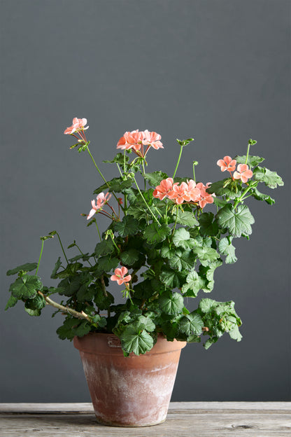 Pelargonium 'Preston Park': geranio con incantevoli fiori color rosa salmone, presentato con cura in un vaso di terracotta su un luminoso tavolo di legno.