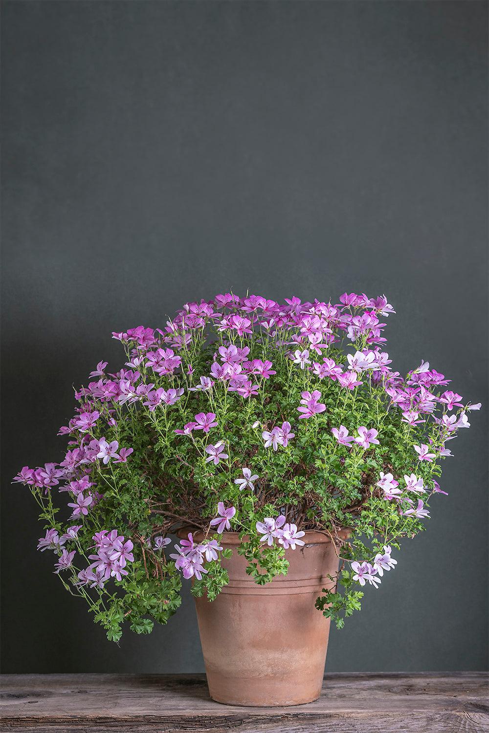 Pelargonium 'Prince of orange': geranio con incantevoli fiori color rosa chiaro, presentato con cura in un vaso di terracotta su un luminoso tavolo di legno.