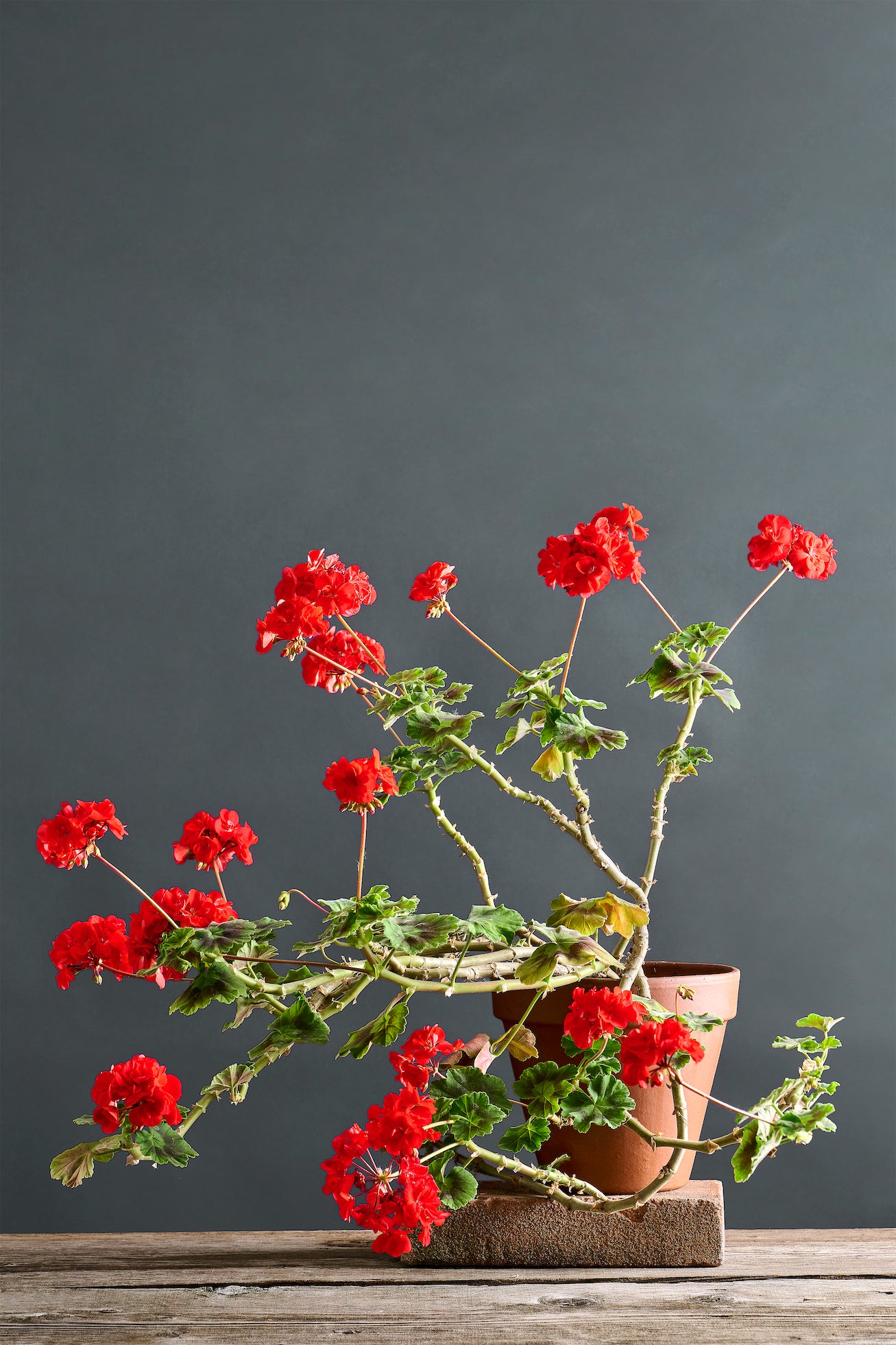 Pelargonium 'Pygmalion': geranio con incantevoli fiori color rosso geranio, presentato con cura in un vaso di terracotta su un luminoso tavolo di legno.