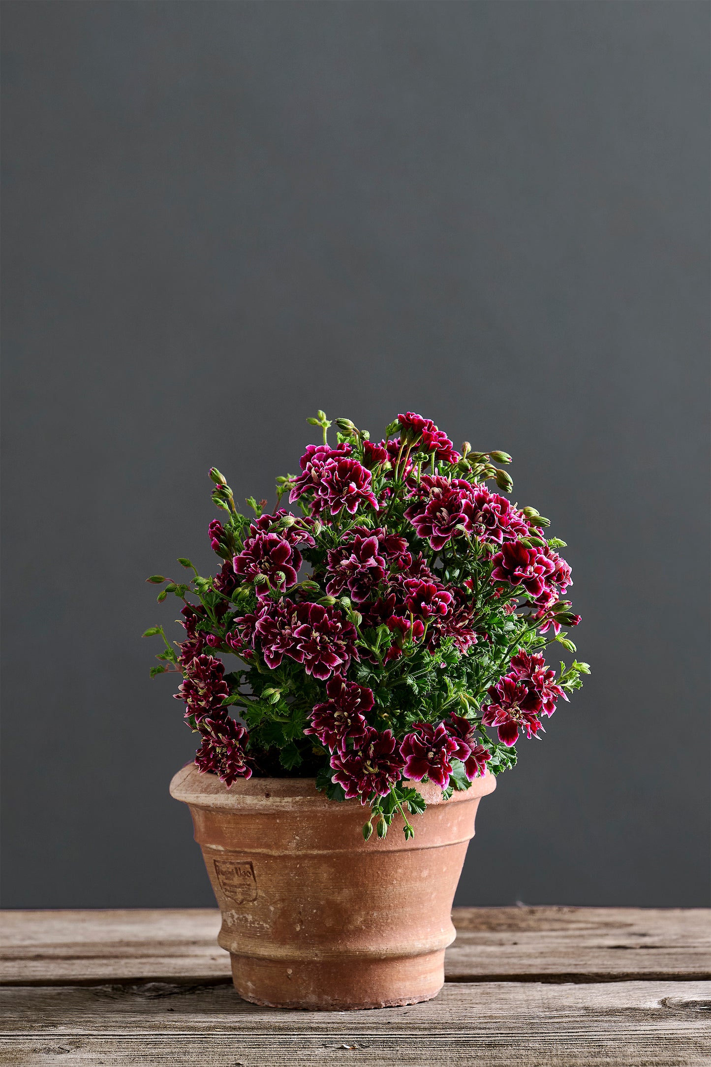 Pelargonium 'Quantock Double Dymond': geranio con incantevoli fiori color bordeaux, presentato con cura in un vaso di terracotta su un luminoso tavolo di legno.