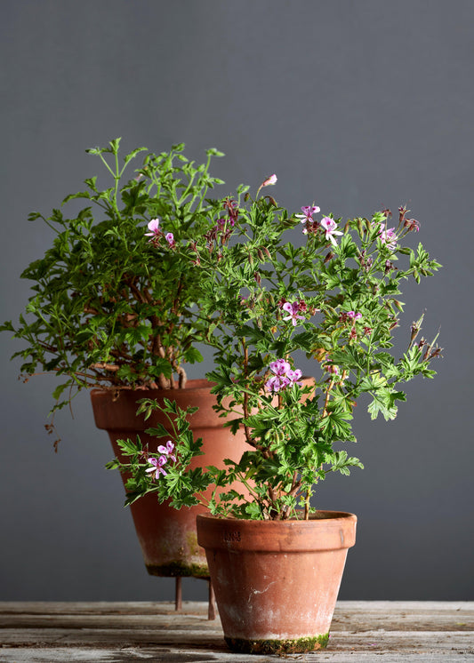 Pelargonium 'Queen of Lemons': geranio con incantevoli fiori color rosa, presentato con cura in un vaso di terracotta su un luminoso tavolo di legno.