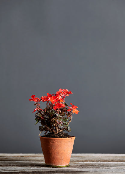 Pelargonium 'Red Black Vesuvius': geranio con incantevoli fiori color rosso geranio, presentato con cura in un vaso di terracotta su un luminoso tavolo di legno.