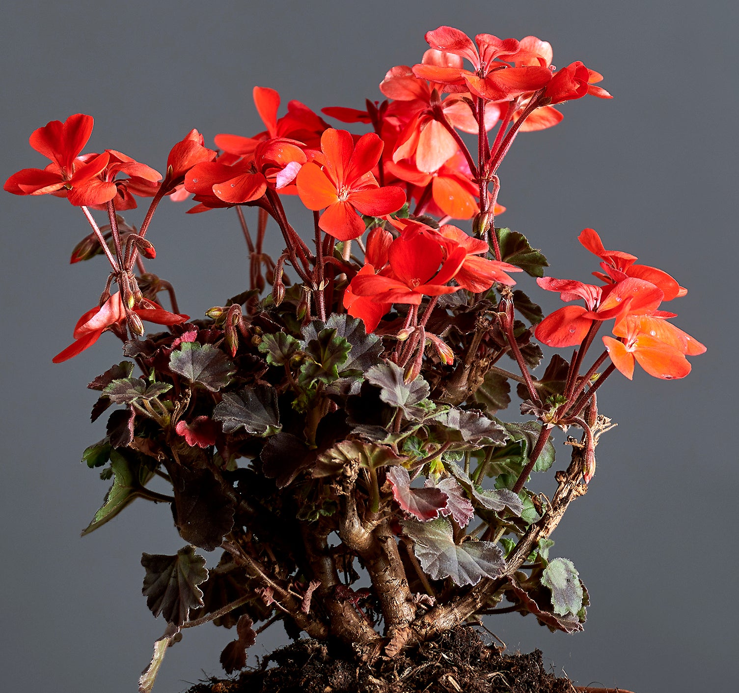 Macro foglie e incantevoli fiori color rosso geranio di Pelargonium 'Red Black Vesuvius'.