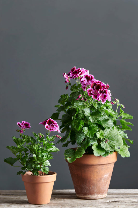 Pelargonium 'Rembrandt': geranio con incantevoli fiori color lavanda-prugna, presentato con cura in un vaso di terracotta su un luminoso tavolo di legno.