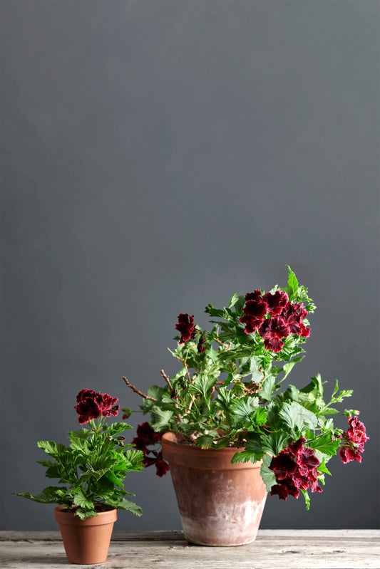 Pelargonium 'Rimfire': geranio con incantevoli fiori color rosso-nero, presentato con cura in un vaso di terracotta su un luminoso tavolo di legno.