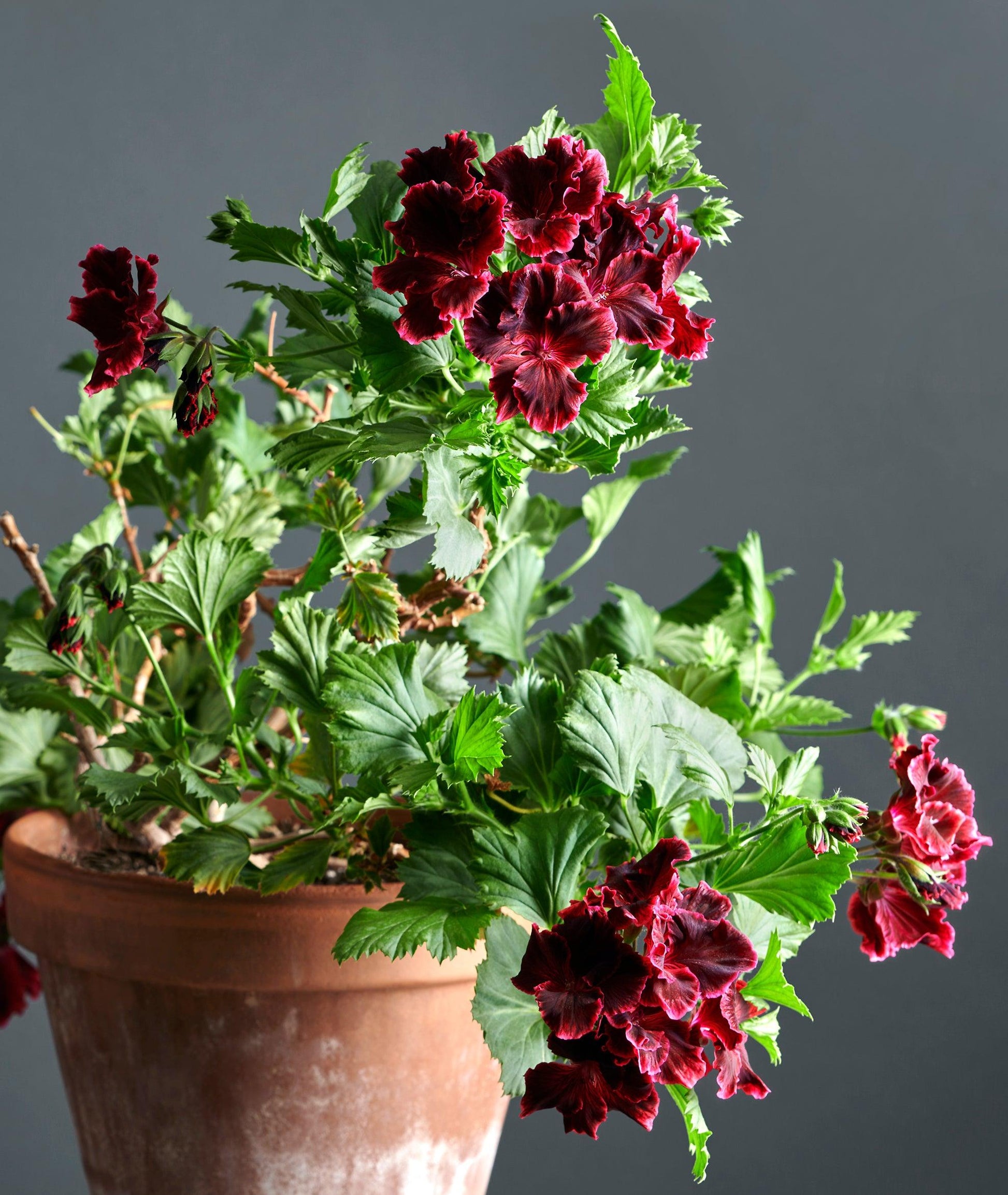 Macro foglie e incantevoli fiori color rosso-nero di Pelargonium 'Rimfire'.