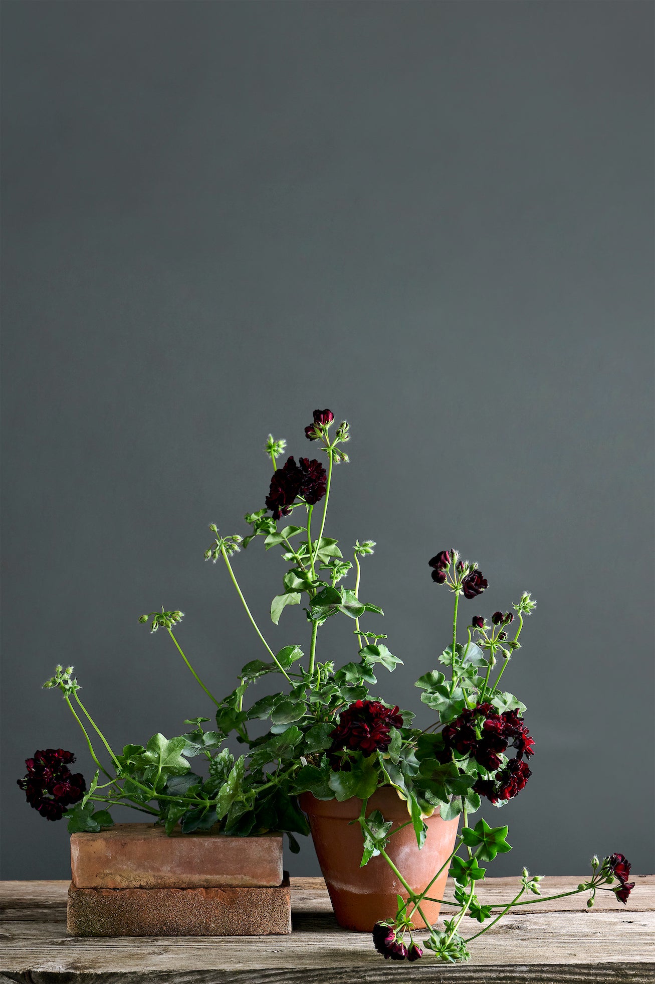 Pelargonium 'Rio Grande': geranio con incantevoli fiori rosso sangue con riflessi neri, presentato con cura in un vaso di terracotta su un luminoso tavolo di legno.