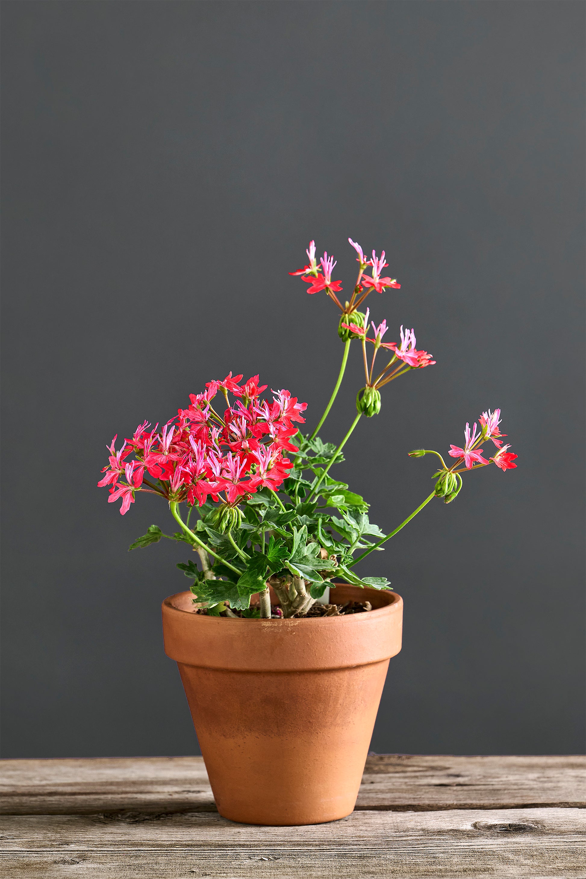 Pelargonium 'Rollone the Star': geranio con incantevoli fiori fucsia, presentato con cura in un vaso di terracotta su un luminoso tavolo di legno.