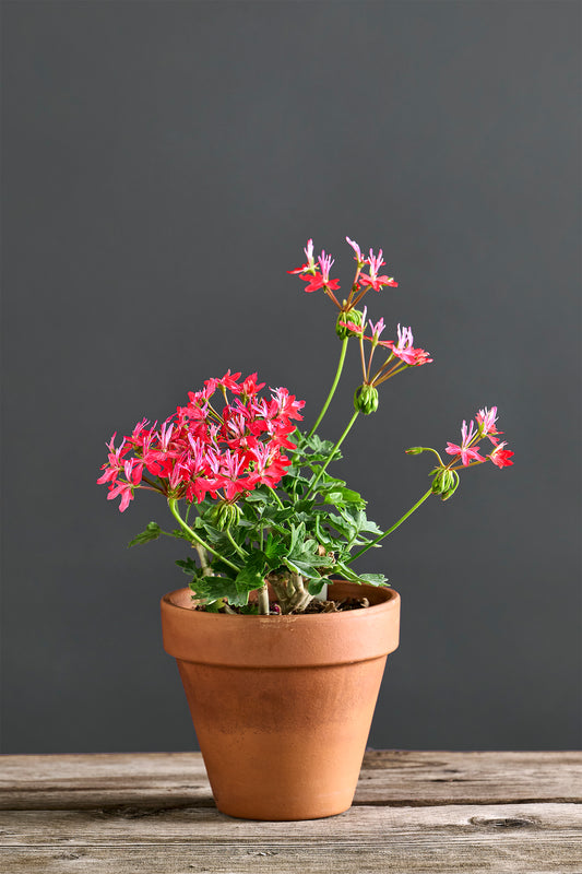 Pelargonium 'Rollone the Star': geranio con incantevoli fiori fucsia, presentato con cura in un vaso di terracotta su un luminoso tavolo di legno.