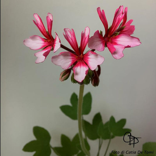 Macro foglie e incantevoli fiori bianco-rosa di Pelargonium 'Rosa Trifolia'.