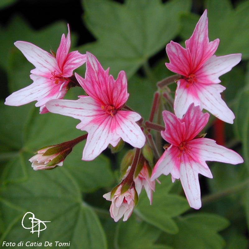 Macro foglie e incantevoli fiori bianchi-rosa di Pelargonium 'Rosa della Sera'.