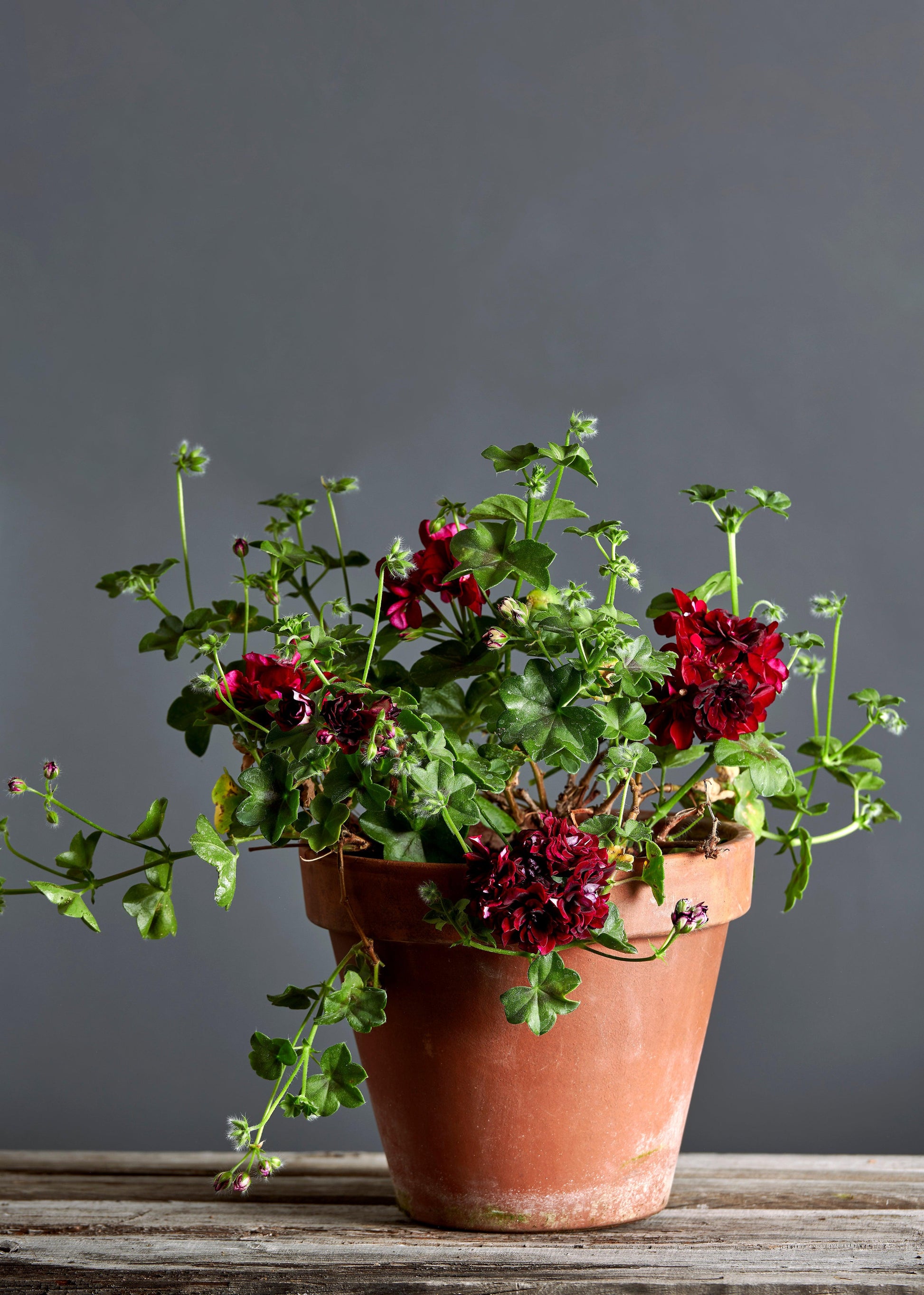 Pelargonium 'Royal Black Rose': geranio con incantevoli fiori color rosso-nero, presentato con cura in un vaso di terracotta su un luminoso tavolo di legno.