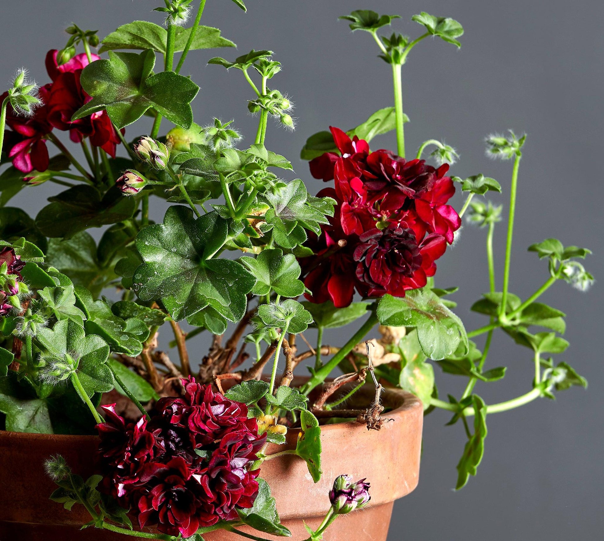 Macro foglie e incantevoli fiori color rosso-nero di Pelargonium 'Royal Black Rose'.