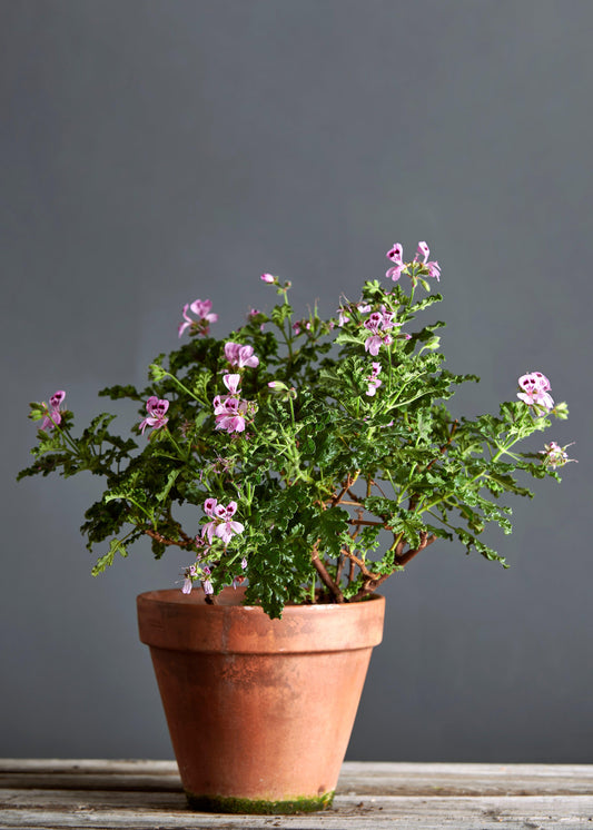 Pelargonium 'Royal Oak': geranio con incantevoli fiori color rosa-bordeaux, presentato con cura in un vaso di terracotta su un luminoso tavolo di legno.