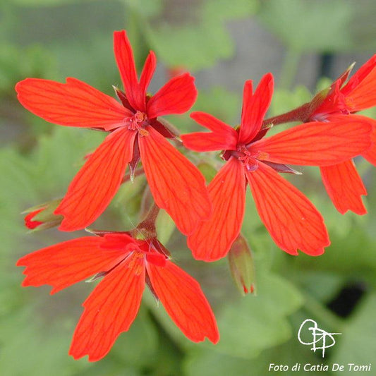 Macro foglie e incantevoli fiori color rosso rubino di Pelargonium 'Rubino'.