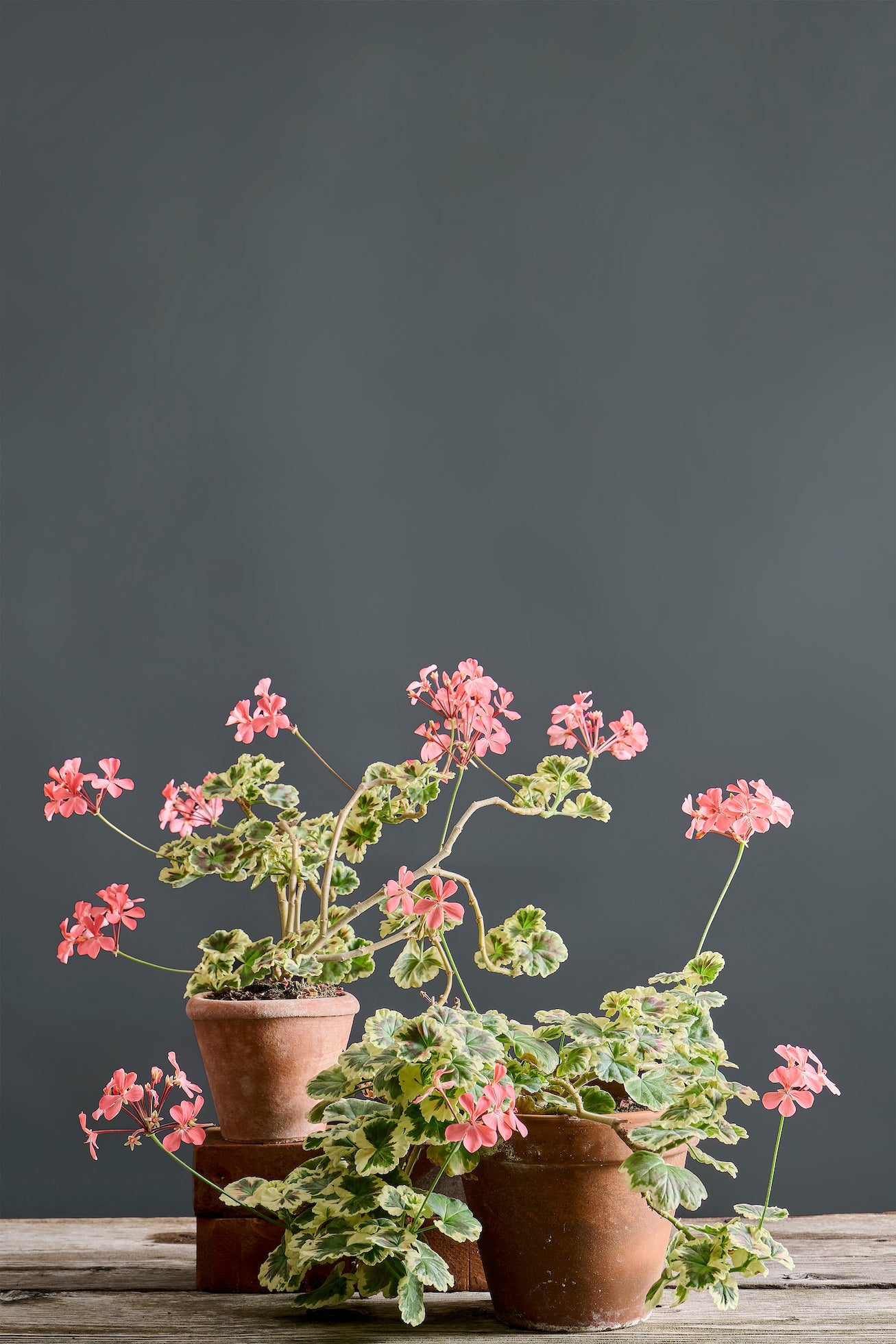 Pelargonium 'Rushmoor Cyril Clark': geranio con incantevoli fiori color salmone, presentato con cura in un vaso di terracotta su un luminoso tavolo di legno.