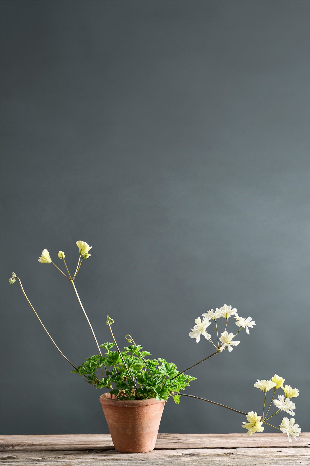 Pelargonium 'Rushmoor Missisipi': geranio con incantevoli fiori color giallo burro, presentato con cura in un vaso di terracotta su un luminoso tavolo di legno.