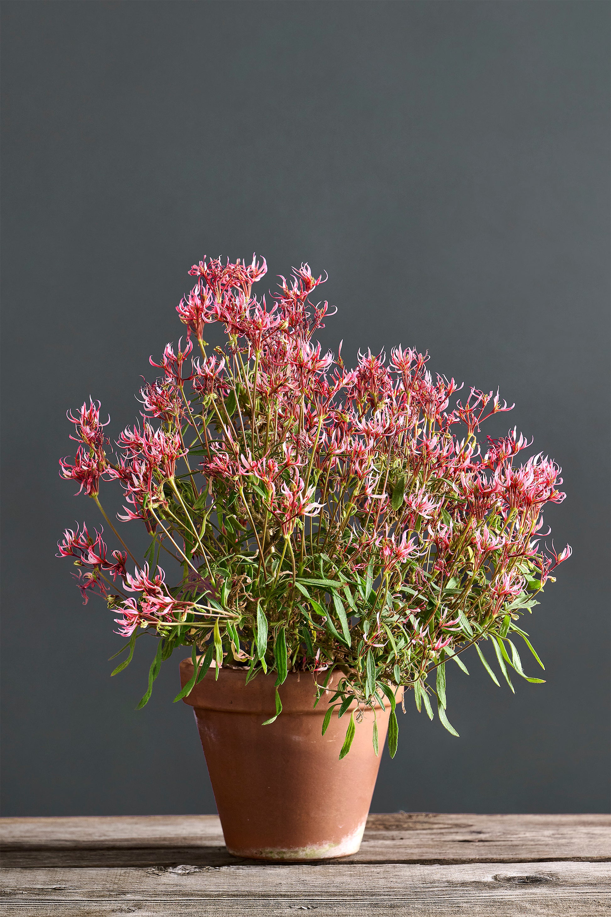 Pelargonium 'Salicilla': geranio con incantevoli fiori color rosa, presentato con cura in un vaso di terracotta su un luminoso tavolo di legno.