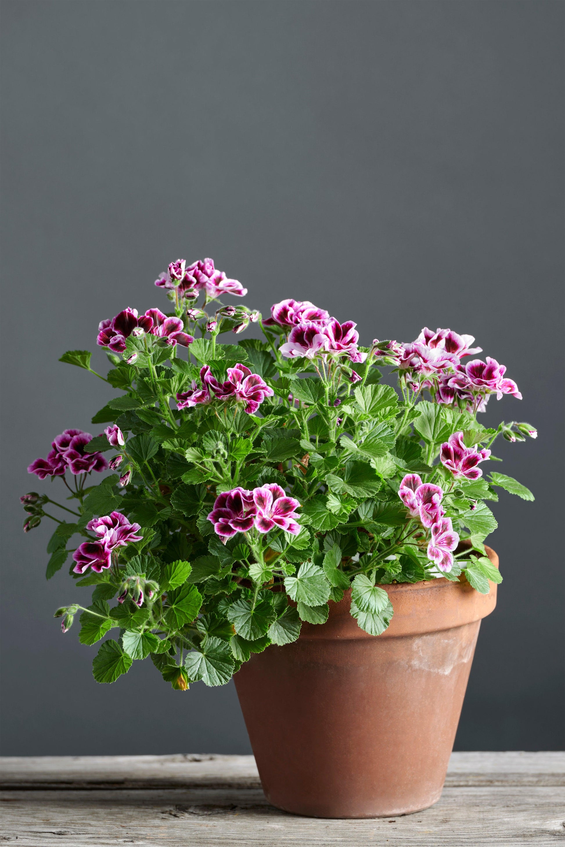 Pelargonium 'Sancho Panza': geranio con incantevoli fiori color prugna, presentato con cura in un vaso di terracotta su un luminoso tavolo di legno.