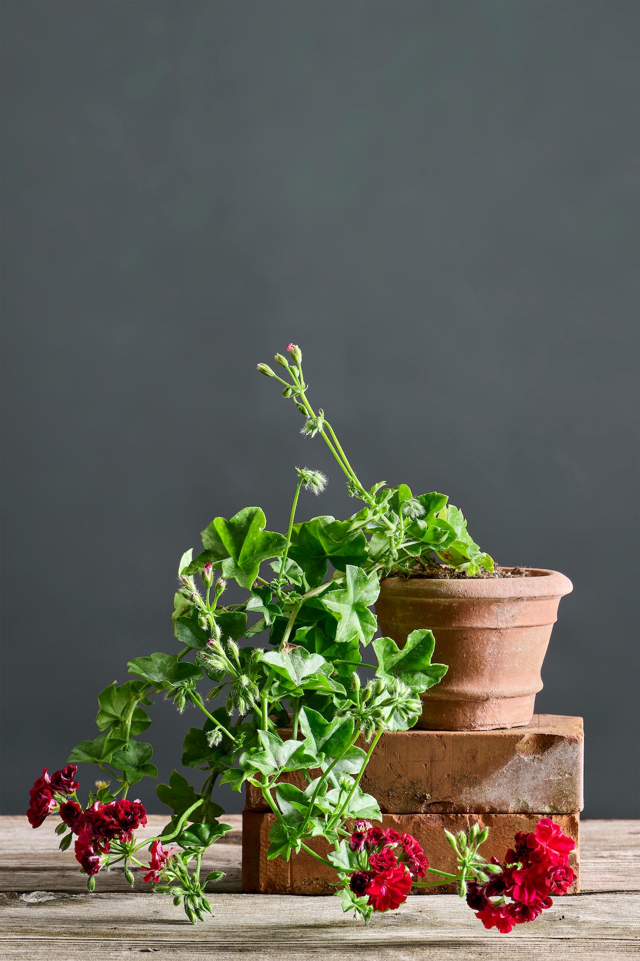 Pelargonium 'Sandra Lorraine': geranio con incantevoli fiori color mora, presentato con cura in un vaso di terracotta su un luminoso tavolo di legno.