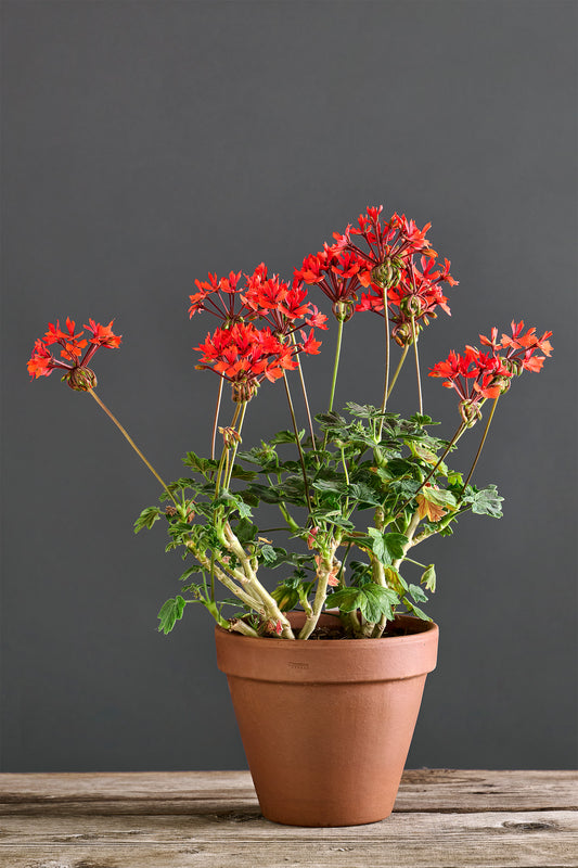 Pelargonium 'Sangue di Anemone': geranio con incantevoli fiori color arancio, presentato con cura in un vaso di terracotta su un luminoso tavolo di legno.