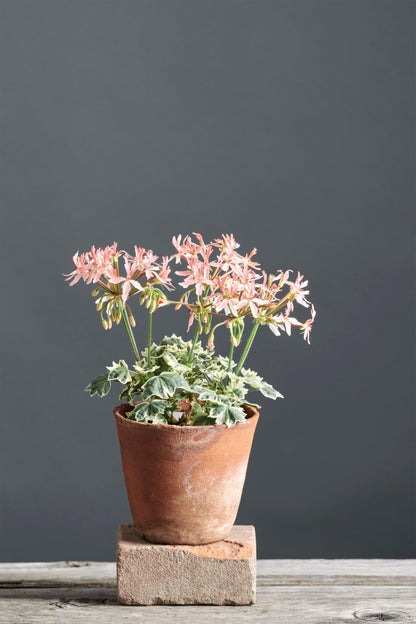 Pelargonium 'Silver Dawn': geranio con incantevoli fiori color rosa chiaro, presentato con cura in un vaso di terracotta su un luminoso tavolo di legno. 