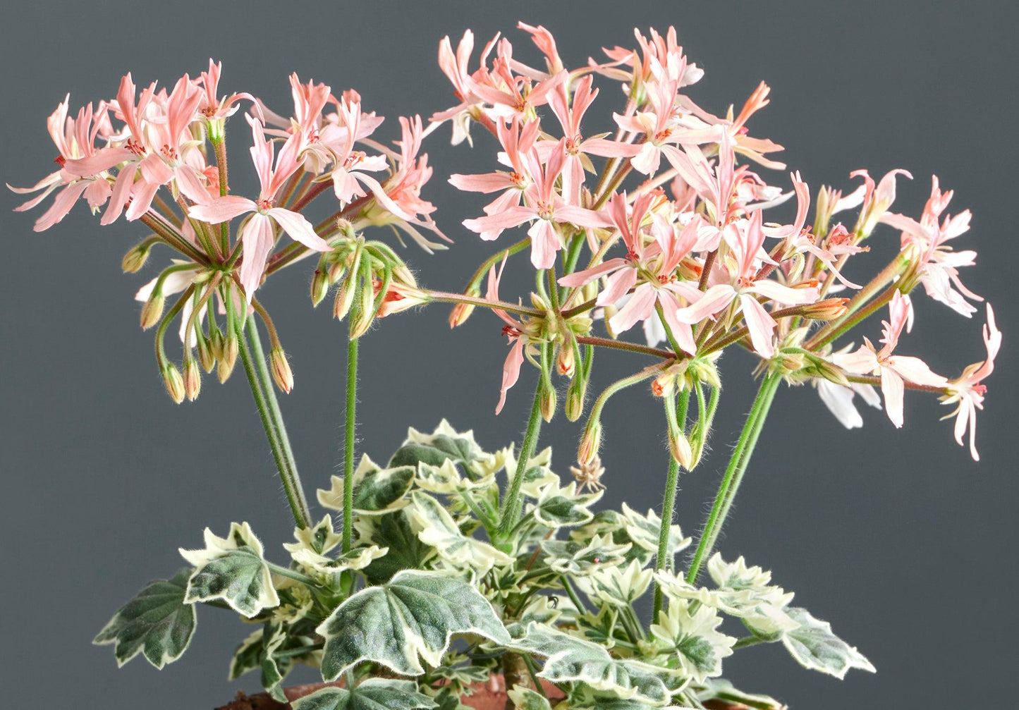 Macro foglie e incantevoli fiori color rosa chiaro di Pelargonium 'Silver Dawn'.