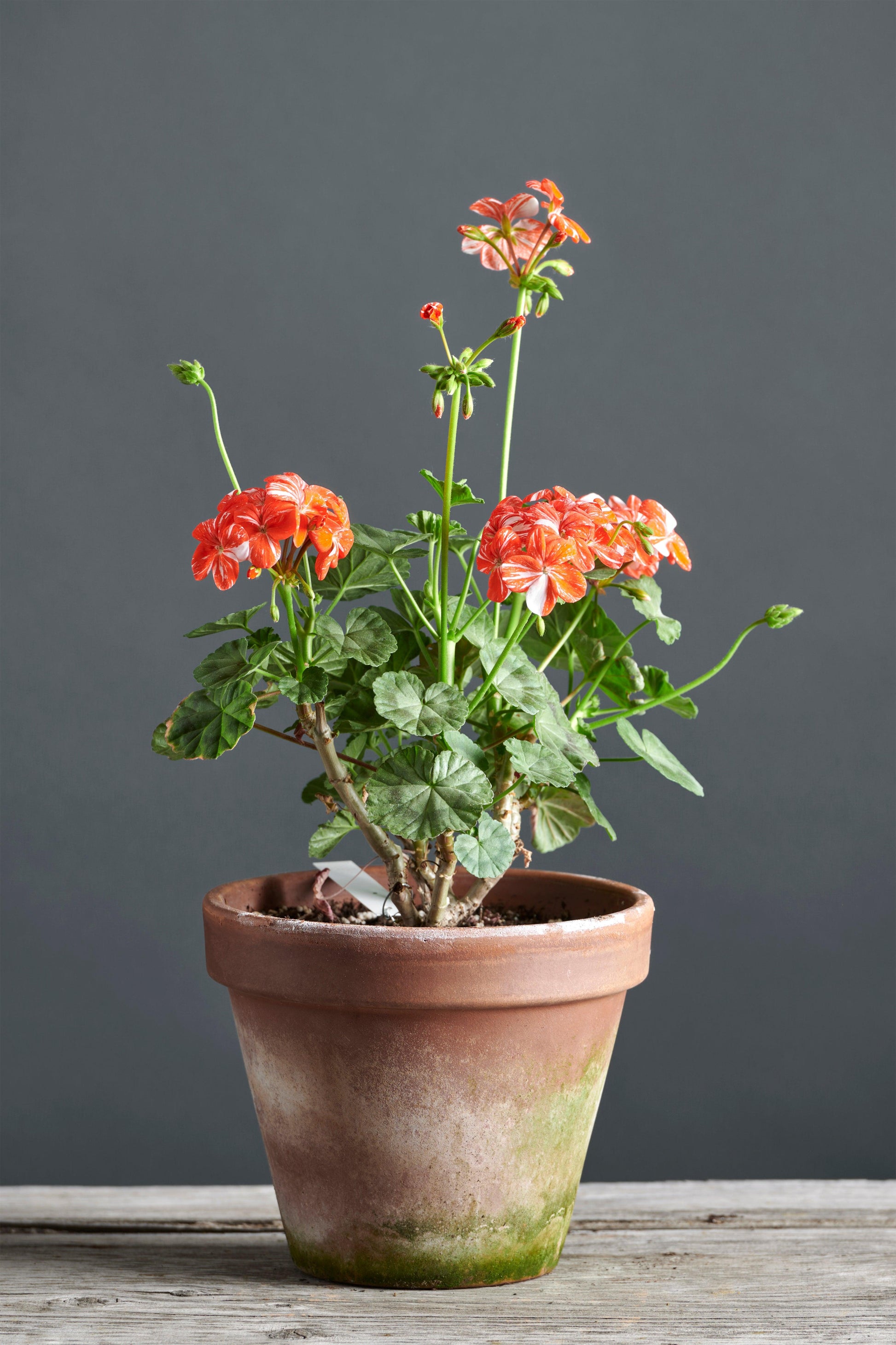 Pelargonium 'Single New Life': geranio con incantevoli fiori color rosso geranio, presentato con cura in un vaso di terracotta su un luminoso tavolo di legno. 