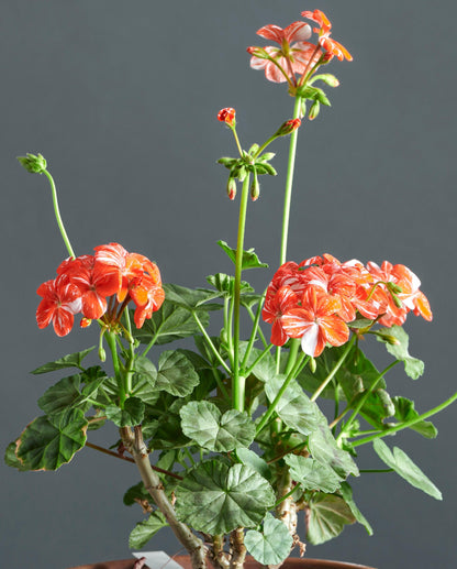 Macro foglie e incantevoli fiori color rosso geranio di Pelargonium 'Single New Life'.