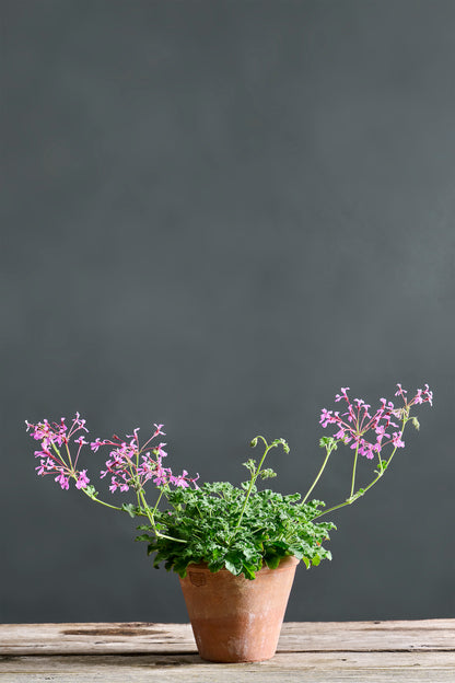 Pelargonium 'Snowy Nuting': geranio con incantevoli fiori color rosa intenso, presentato con cura in un vaso di terracotta su un luminoso tavolo di legno.