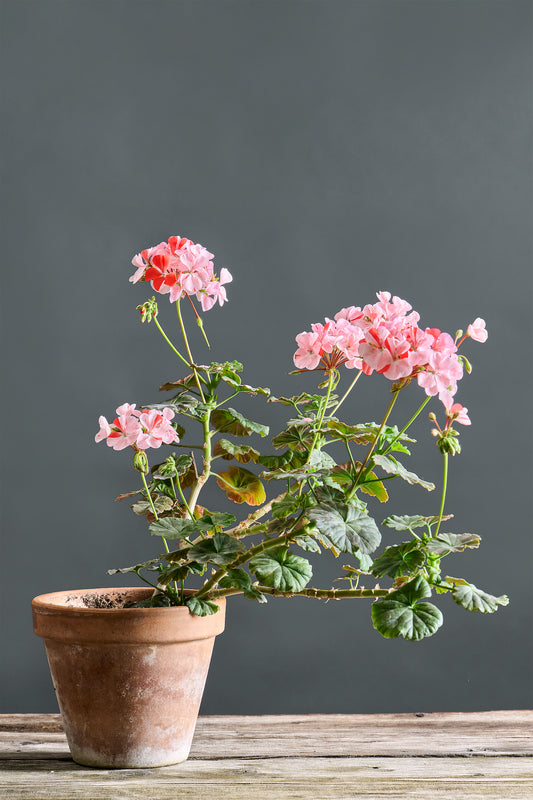 Pelargonium 'Sparkler': geranio con incantevoli fiori color rosa ghiaccio, presentato con cura in un vaso di terracotta su un luminoso tavolo di legno.