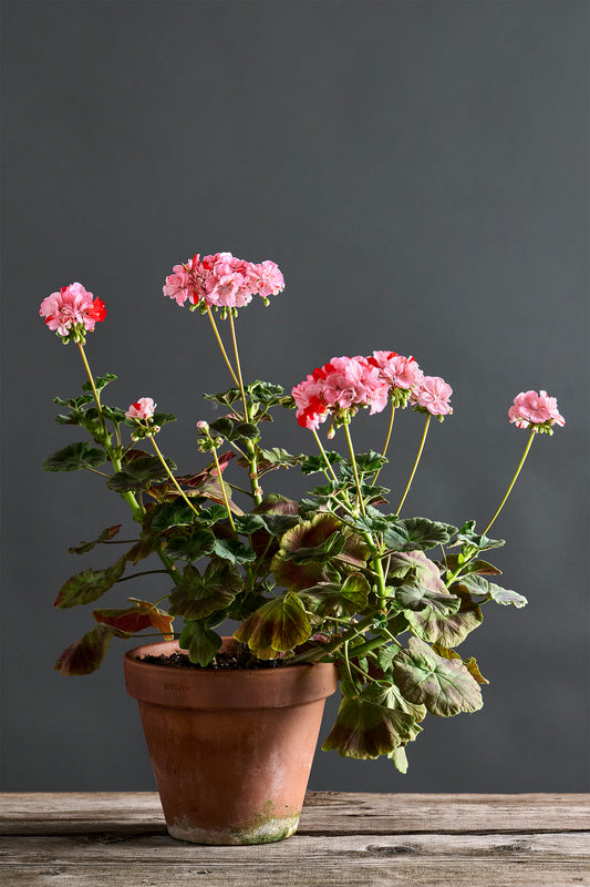 Pelargonium 'Sparkling Monet': geranio con incantevoli fiori color rosa puntinati di rosso, presentato con cura in un vaso di terracotta su un luminoso tavolo di legno.