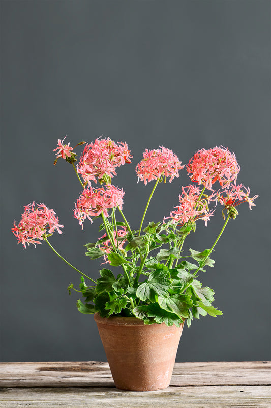 Pelargonium 'Sparkling Spider': geranio con incantevoli fiori color rosa, presentato con cura in un vaso di terracotta su un luminoso tavolo di legno.