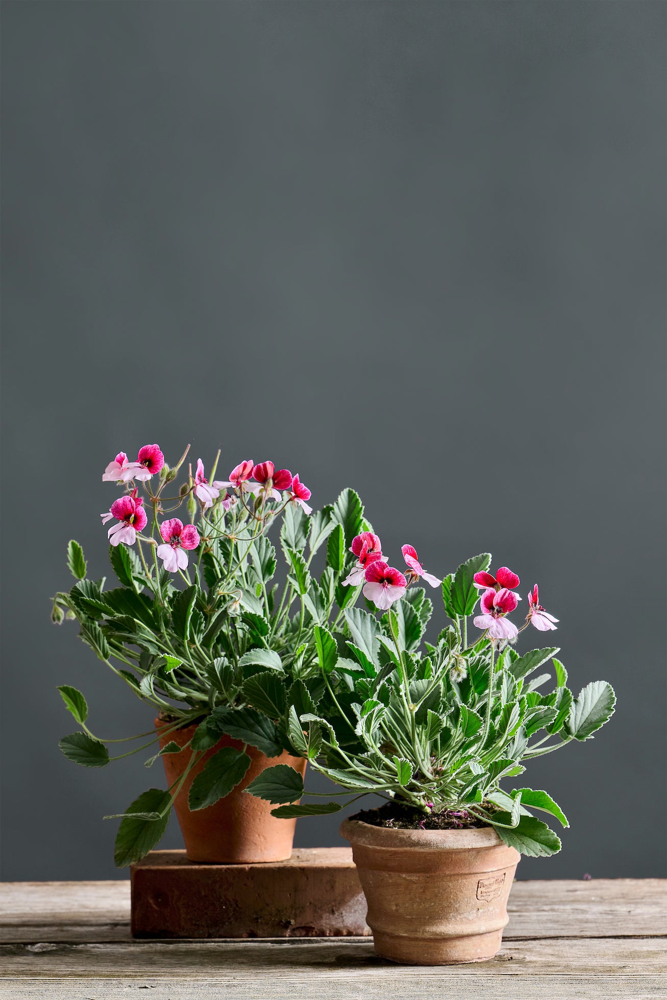 Pelargonium 'Splendide': geranio con incantevoli fiori bicolor rosso-rosa, presentato con cura in un vaso di terracotta su un luminoso tavolo di legno.