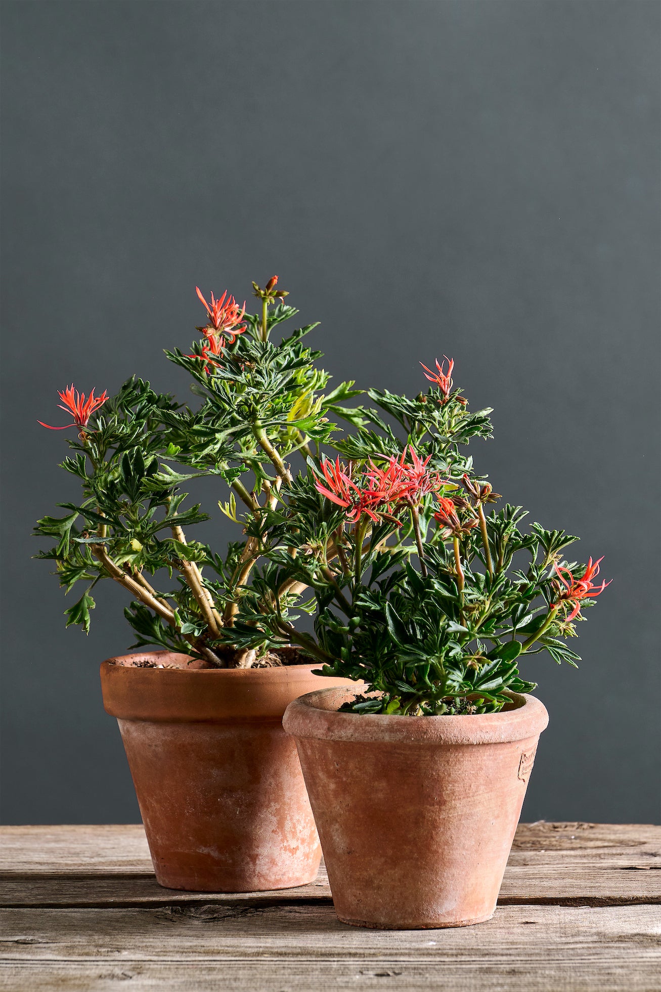 Pelargonium 'St. Elmo Fire': geranio con incantevoli fiori arancio, presentato con cura in un vaso di terracotta su un luminoso tavolo di legno.