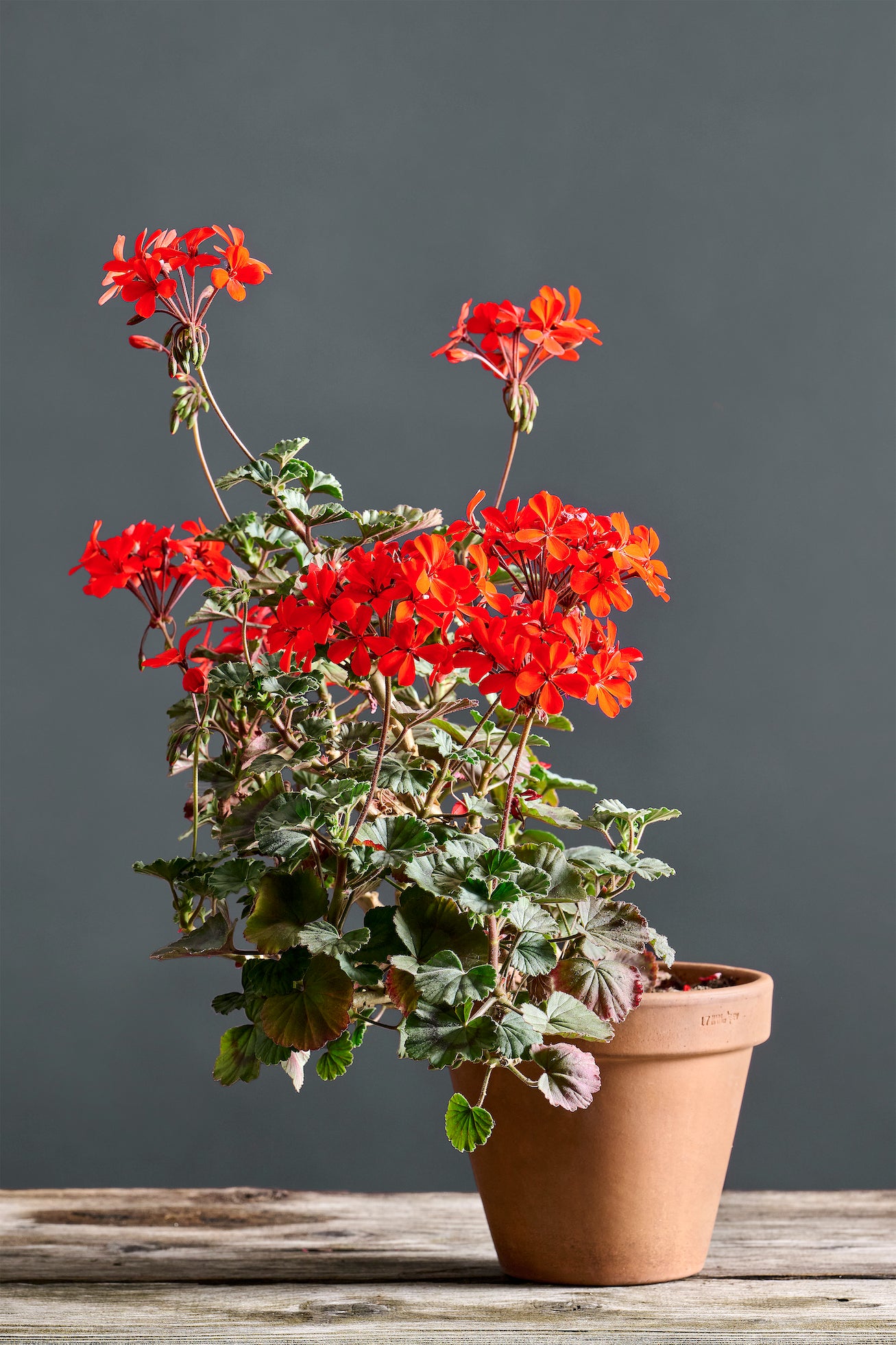 Pelargonium 'Stadt Bern': geranio con incantevoli fiori color rosso geranio, presentato con cura in un vaso di terracotta su un luminoso tavolo di legno.