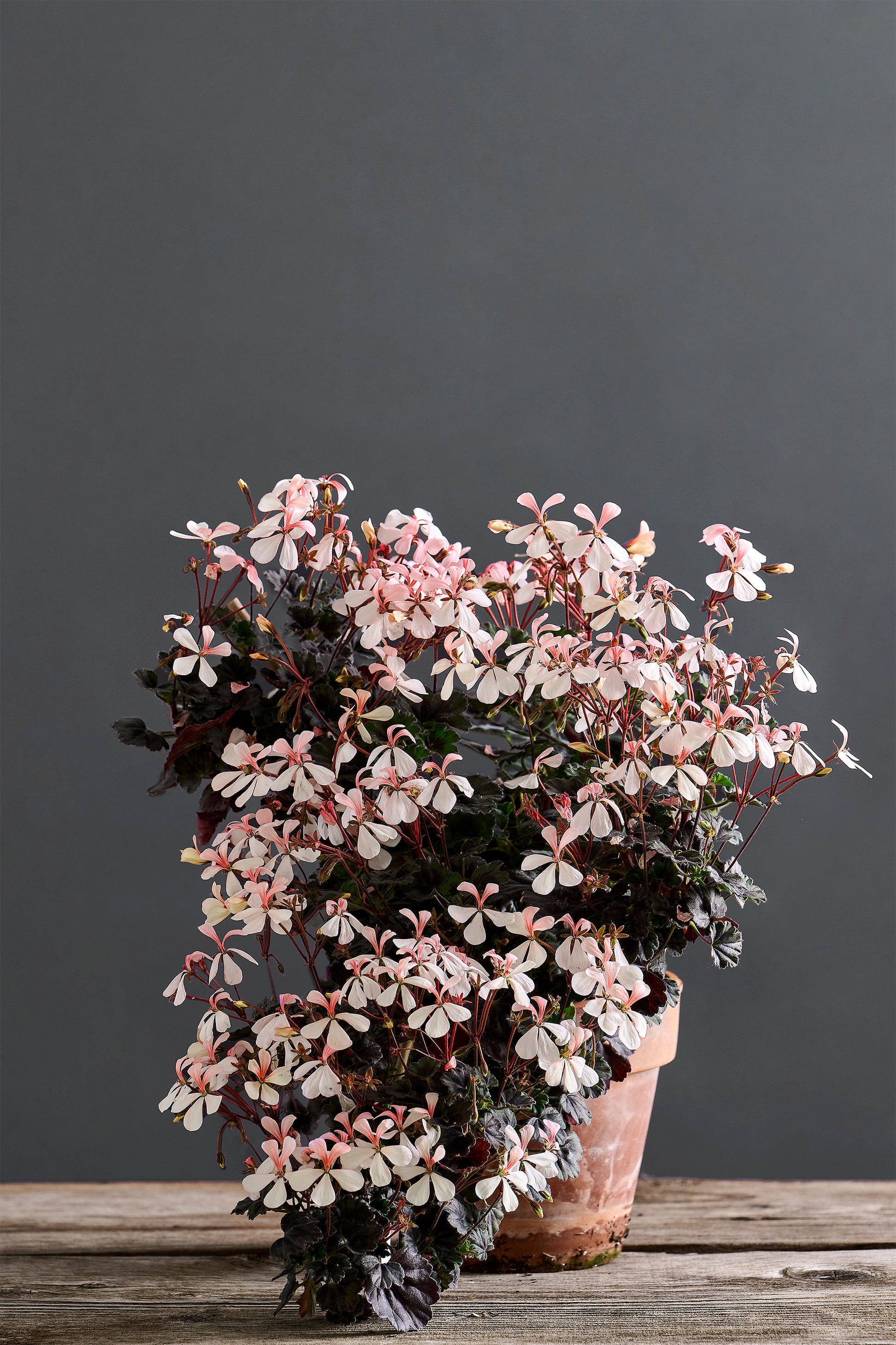 Pelargonium 'Steffens Blackie': geranio con incantevoli fiori rosa cipria, presentato con cura in un vaso di terracotta su un luminoso tavolo di legno.