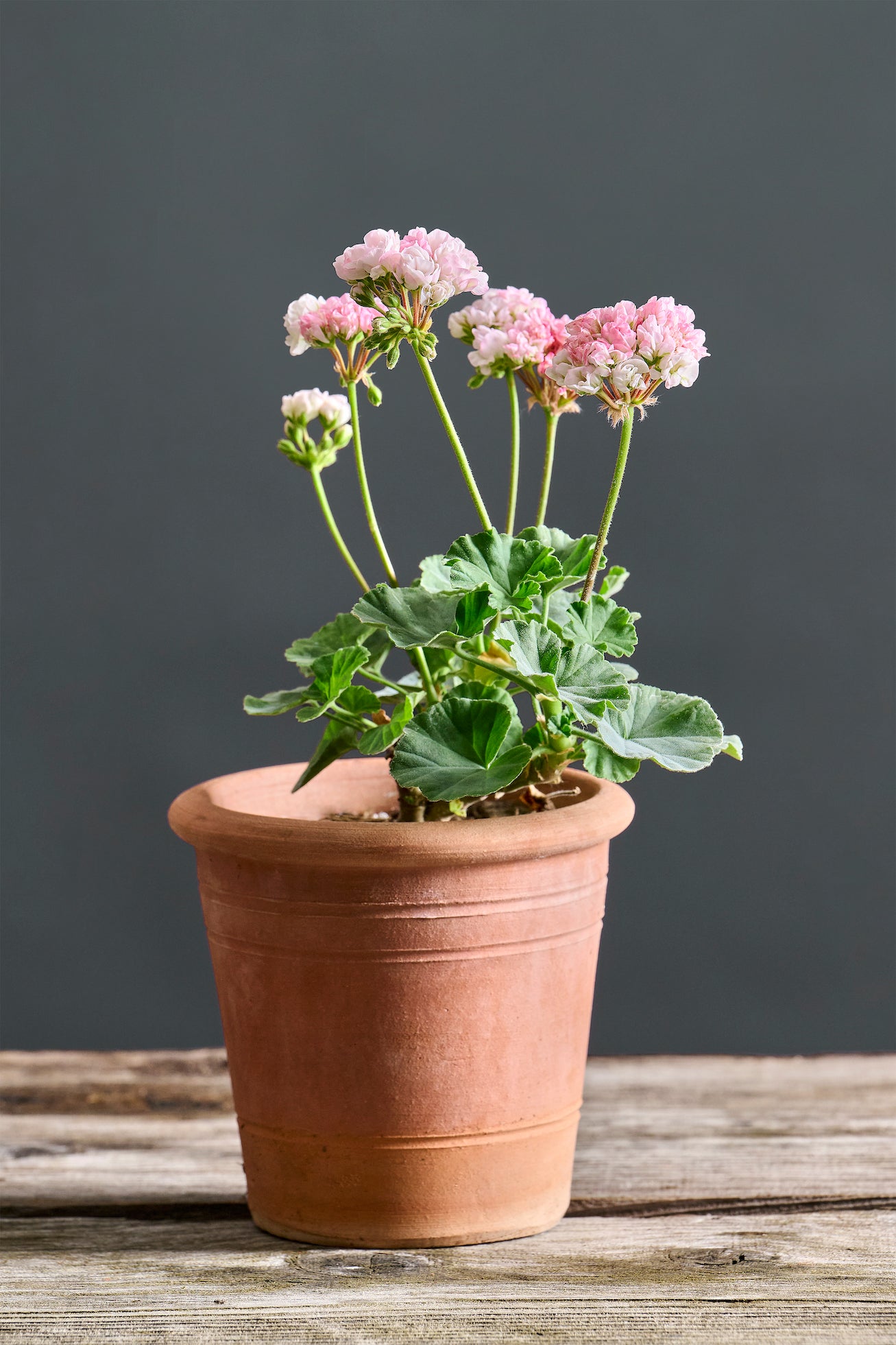 Pelargonium 'Steffens Lina': geranio con incantevoli fiori rosa, presentato con cura in un vaso di terracotta su un luminoso tavolo di legno.