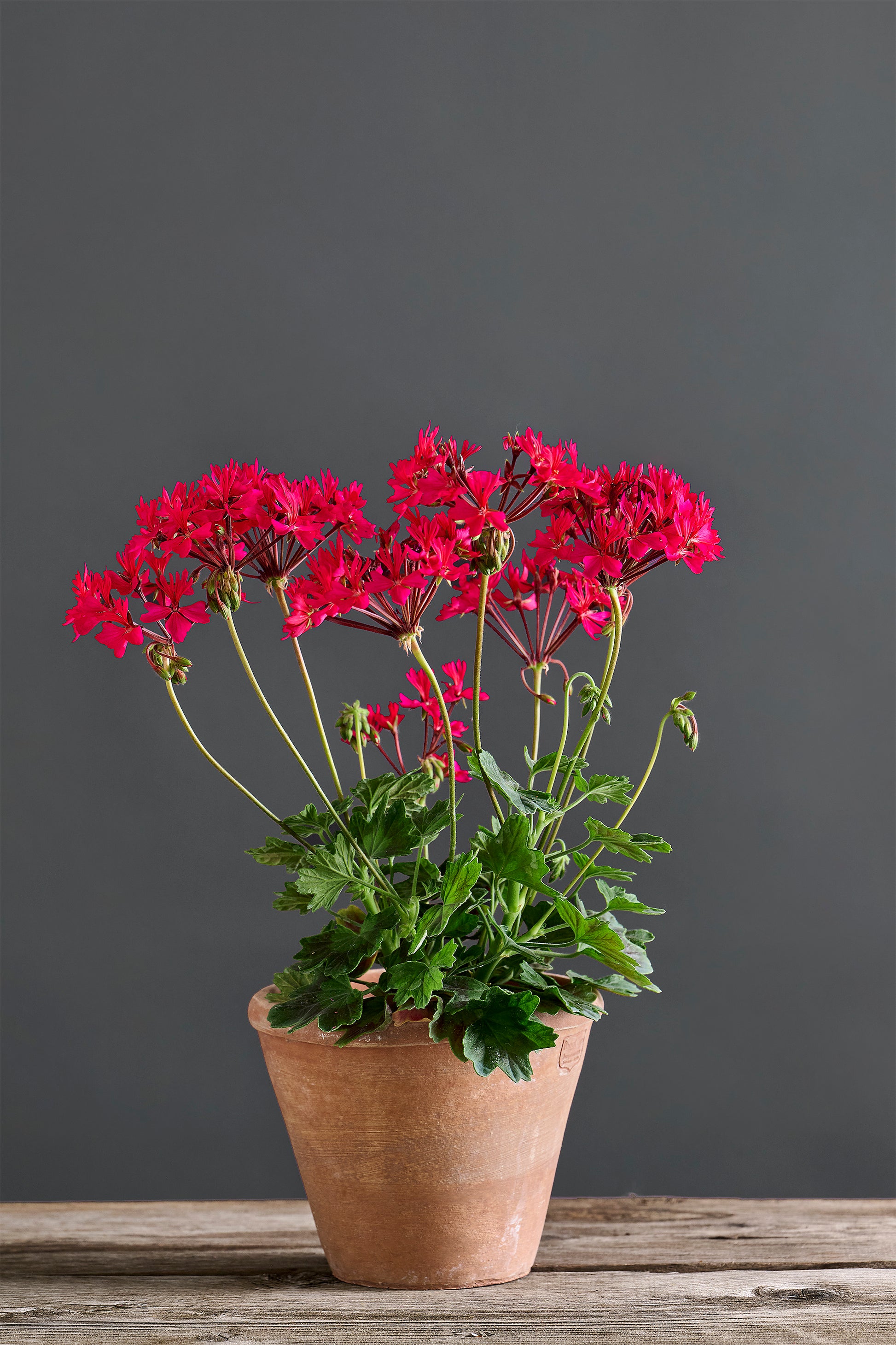 Pelargonium 'Stella Cardinale': geranio con incantevoli fiori color magenta, presentato con cura in un vaso di terracotta su un luminoso tavolo di legno.