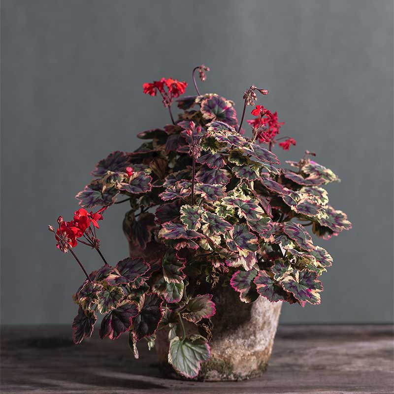 Pelargonium 'Stenbury': geranio con incantevoli fiori rosso scuro e foglie tricolor, presentato con cura in un vaso di terracotta su un luminoso tavolo di legno.