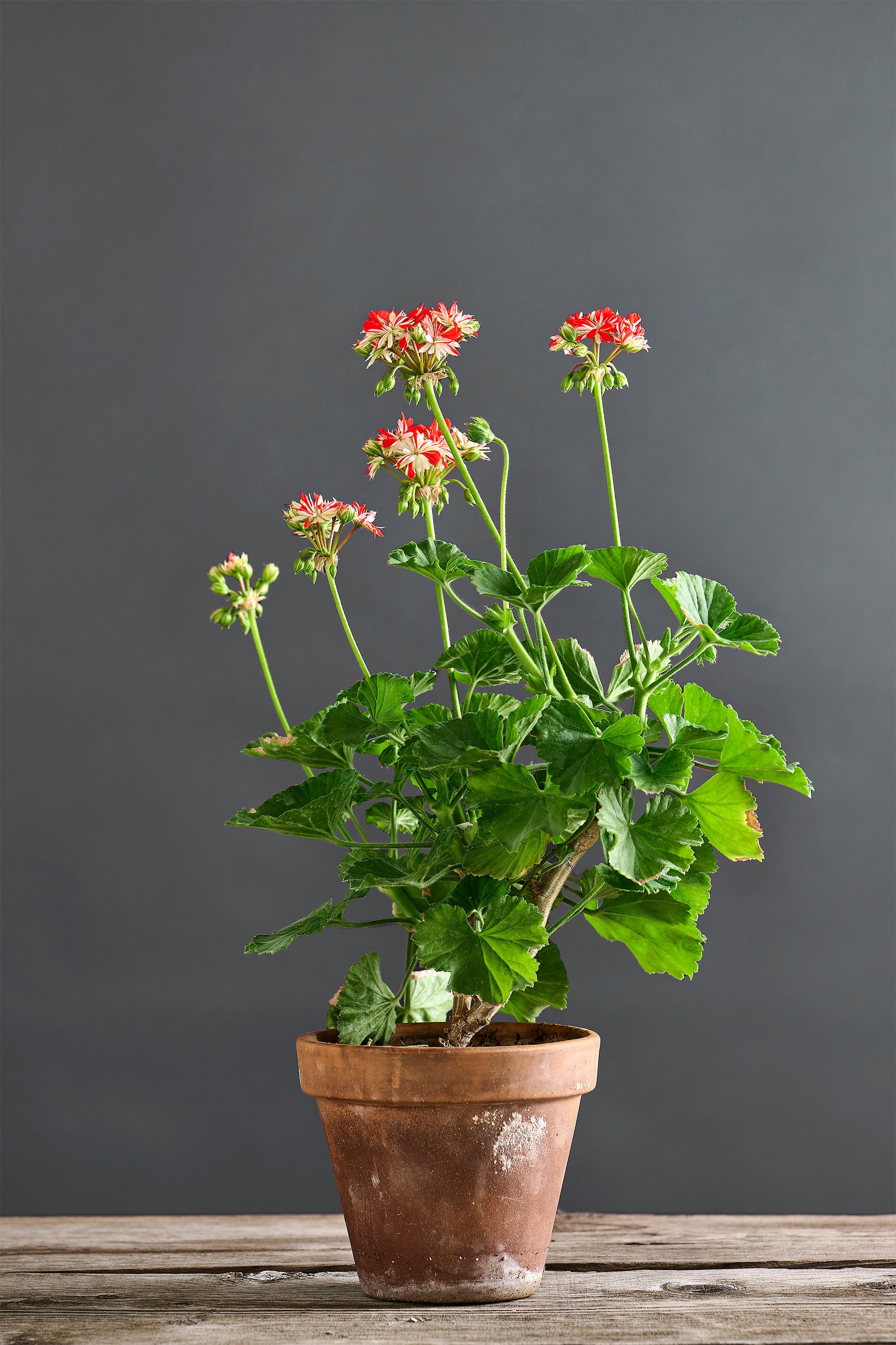 Pelargonium 'Steyrer Sterndl': geranio con incantevoli fiori bianco rossi, presentato con cura in un vaso di terracotta su un luminoso tavolo di legno.