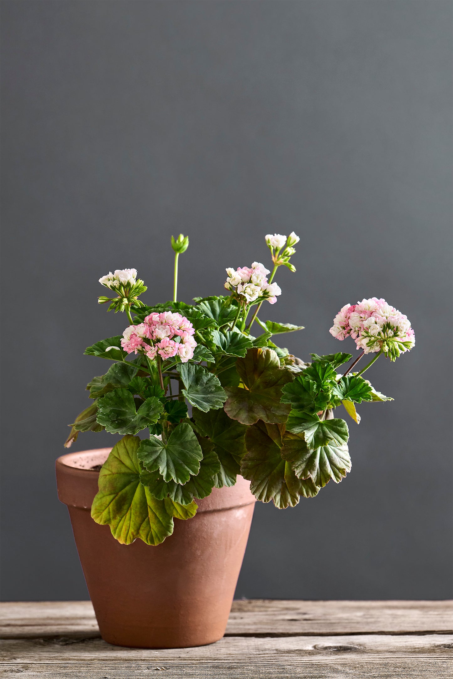 Pelargonium 'Sutarves Nada K': geranio con incantevoli fiori bianco rosati, presentato con cura in un vaso di terracotta su un luminoso tavolo di legno.