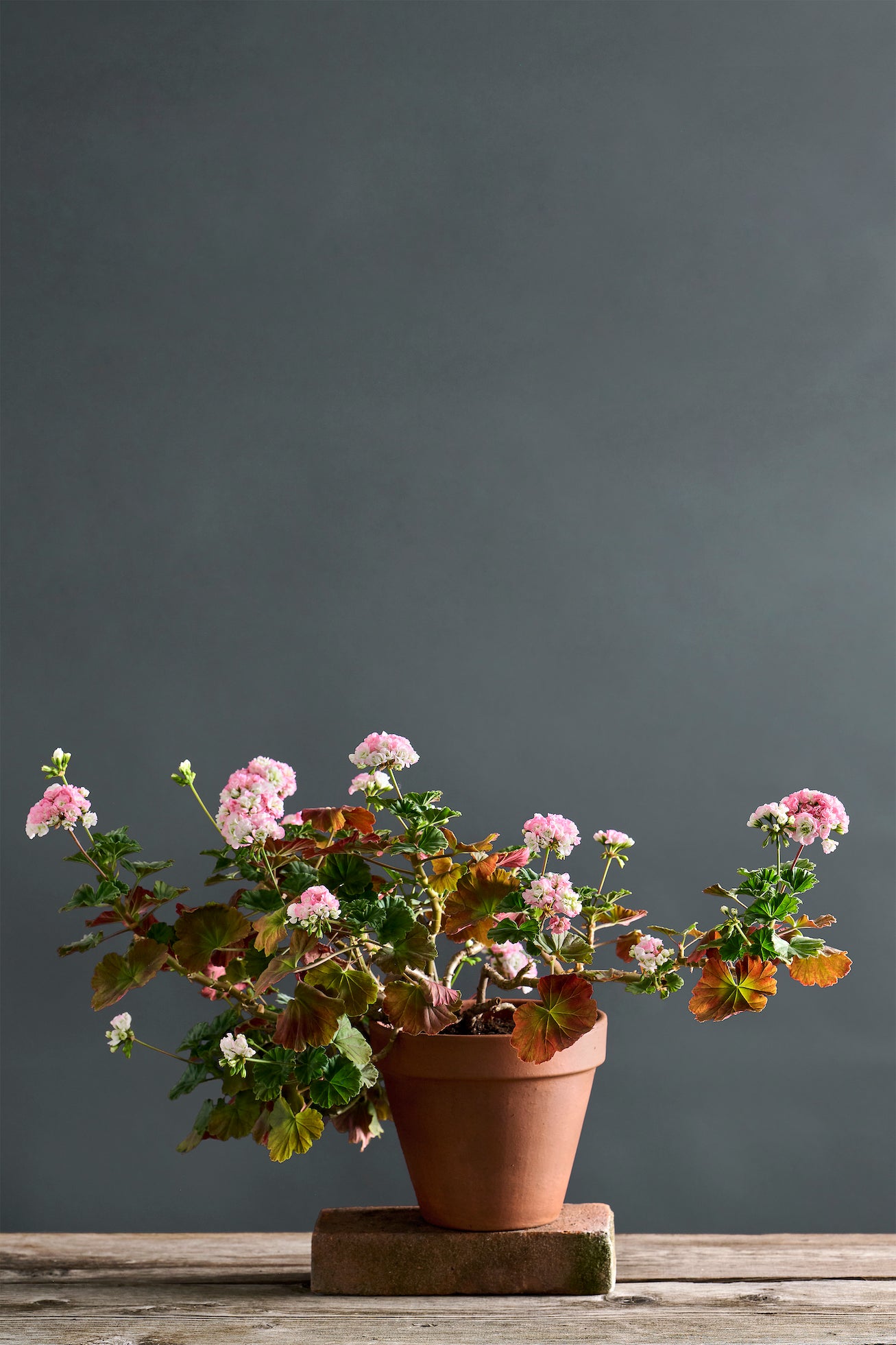 Pelargonium 'Sutarves Nada K': geranio con incantevoli fiori bianco rosati, presentato con cura in un vaso di terracotta su un luminoso tavolo di legno.